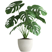 pot