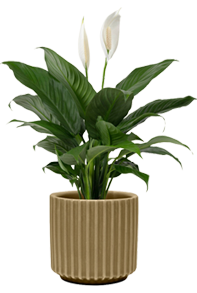 pot